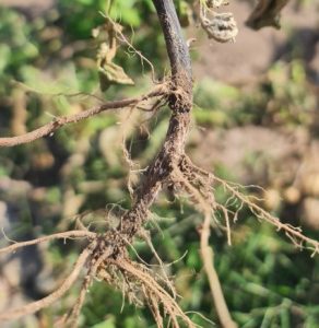 Rhizoctonia solani pada Kentang. Sumber gambar: TBM archive