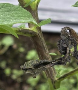 Cartesium salmonicolor pada Tomat. Sumber gambar: TBM archive