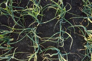 Layu Fusarium pada Bawang. Sumber gambar : istock.