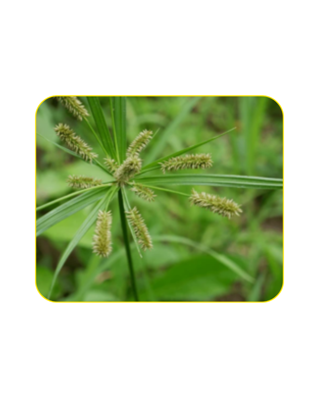 Gulma Cyperus serotinus (Teki-tekian)
