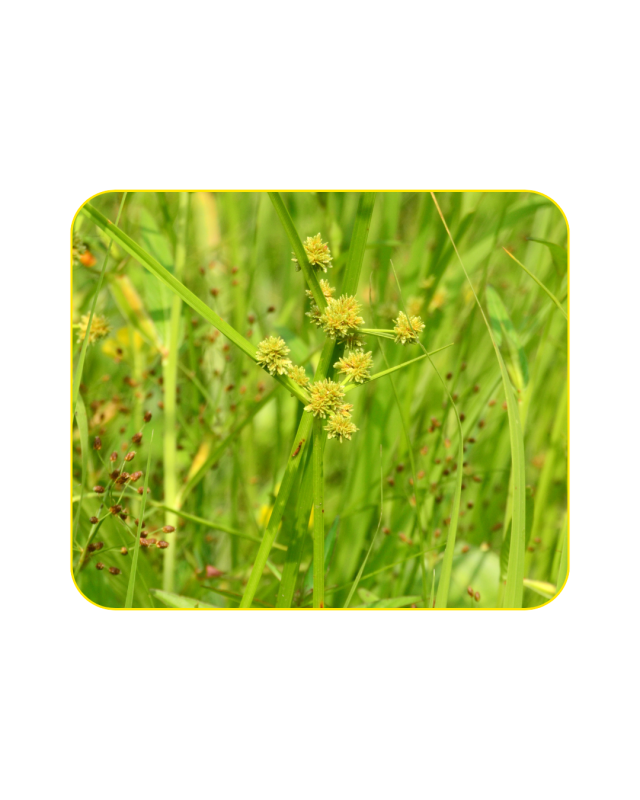 Gulma Cyperus difformis (Teki-tekian)