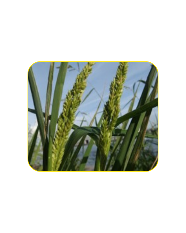 Gulma Echinochloa crus-galli (Rerumputan)