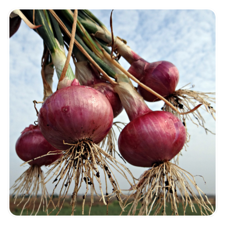 Bawang Merah